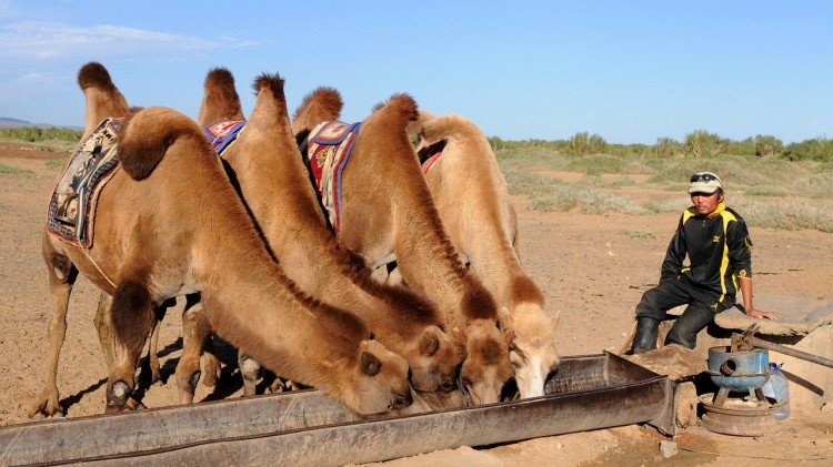 camels-692646_1280