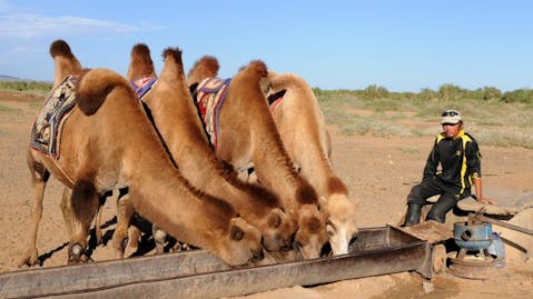 camels-692646_1280