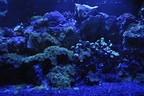  Easiest Coral Species To Grow And Maintain For Beginners