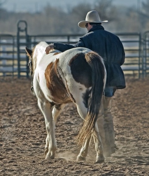 cowboy-419083_1280