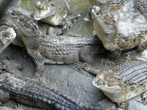 crocodile-541368_1280