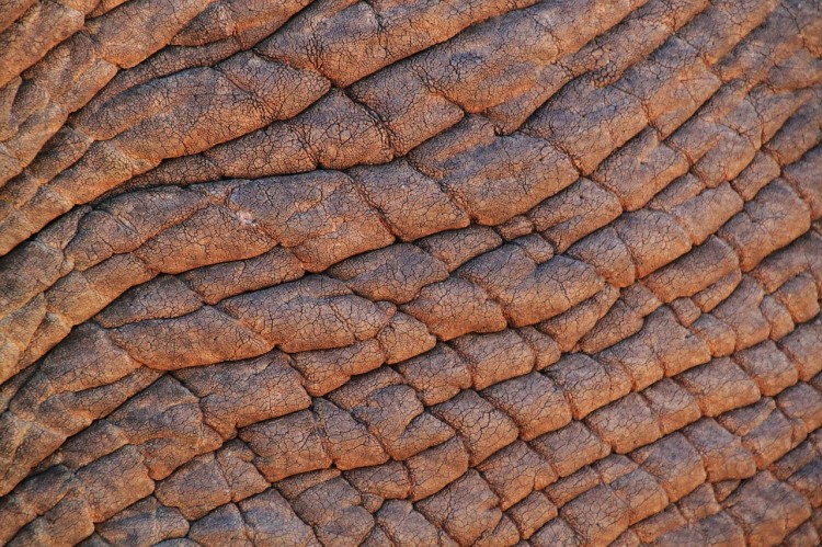 elephant-skin-245071_1280