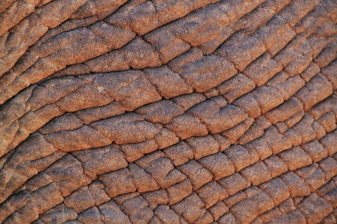 elephant-skin-245071_1280