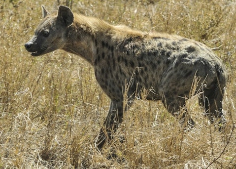 hyena-591880_1280