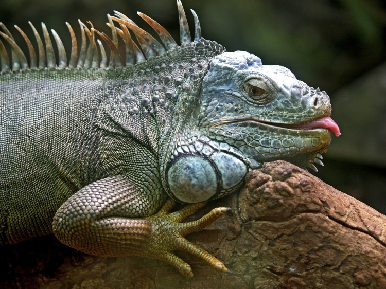 iguana-50198_1280