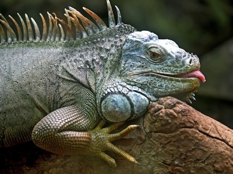 iguana-50198_1280