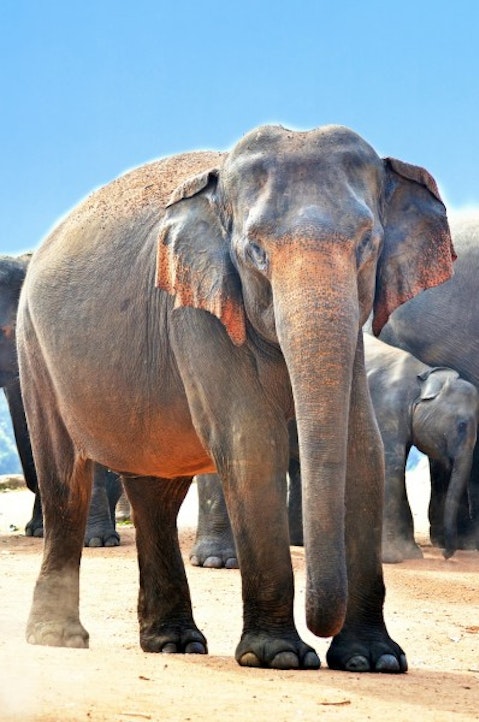 indian-elephant-264749_1280