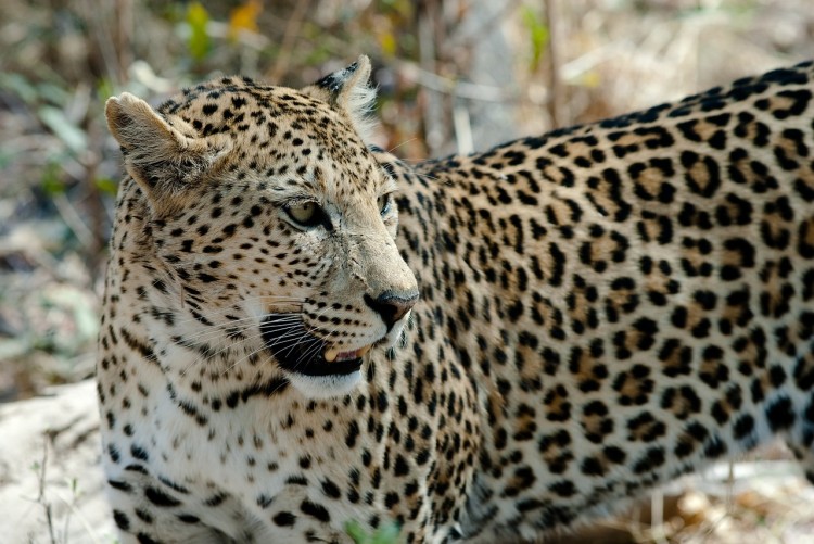 leopard-694460_1280