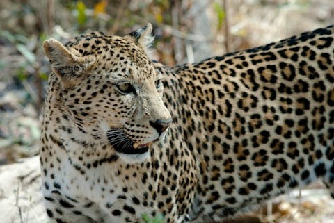 leopard-694460_1280
