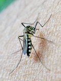 11 Countries With The Highest Rates of Malaria in The World 