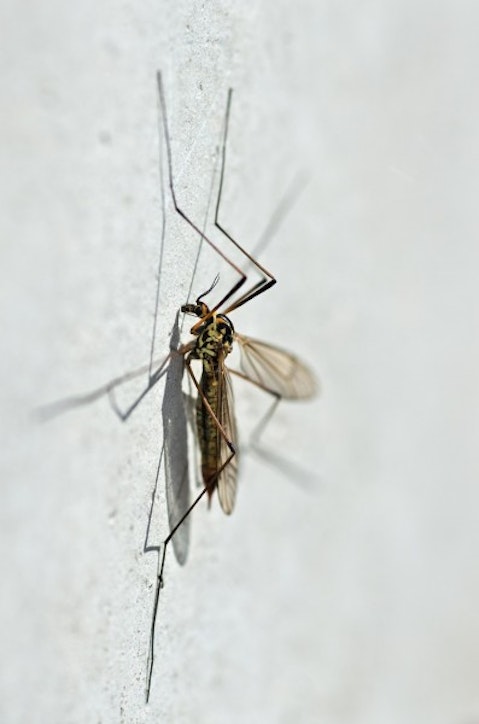 mosquito-572408_1280
