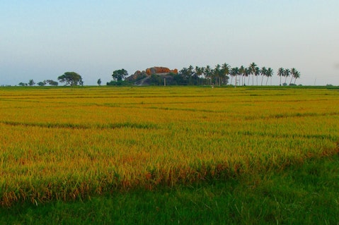 Top 20 Rice Producing Countries In The World
