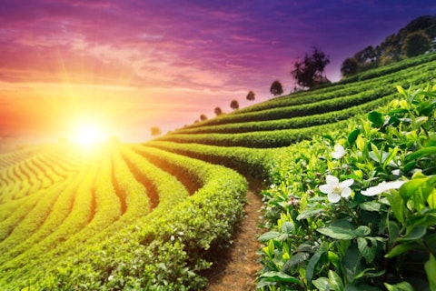 zhu difeng/Shutterstock.com