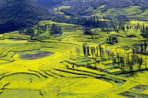 Examples of Genetically Modified Foods with Full Explanations