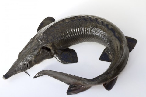 Korolevskaya Nataliya/Shutterstock.com