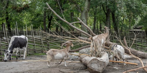 skansen-456501_1280