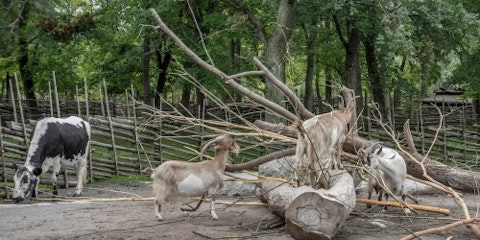 skansen-456501_1280