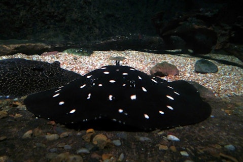 spotted-stingray-326068_1280