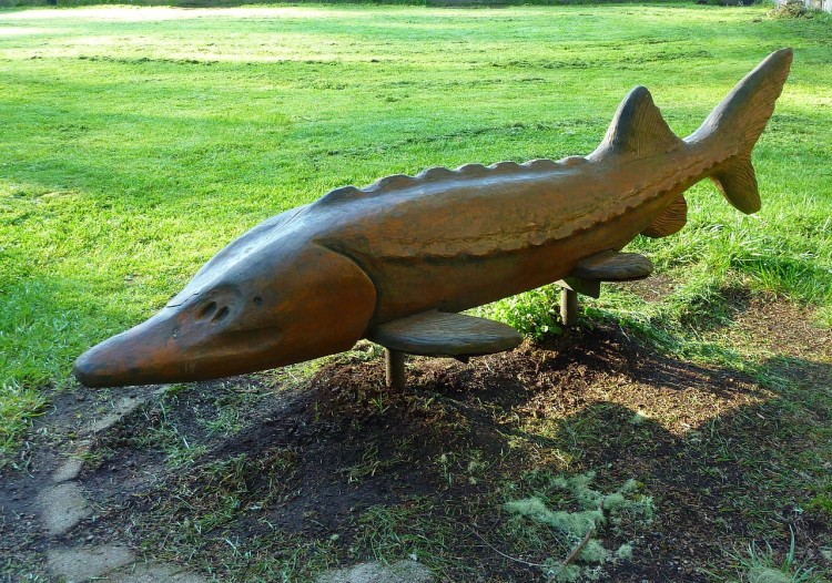 sturgeon-265405_1280