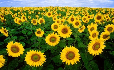 sunflower-11574_1280