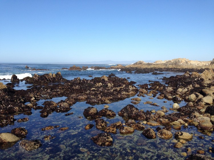 tide-pool-752966_1280