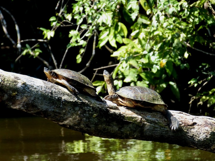 turtles-287323_1920