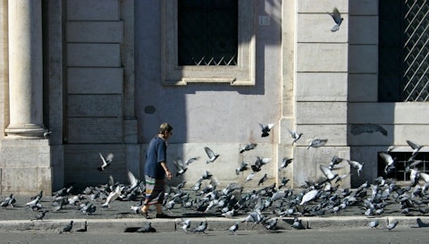 Rome Pigeons
