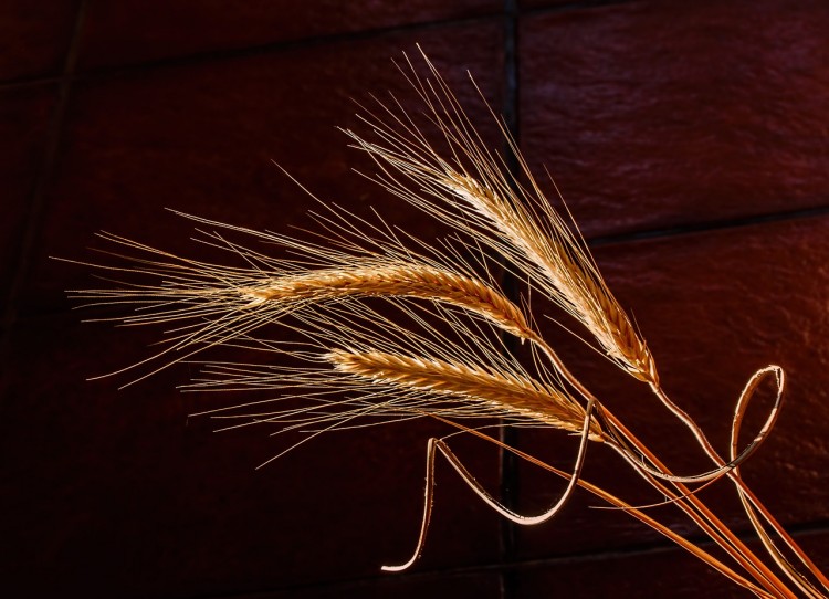 barley-676551_1280