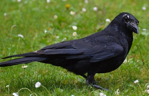 Raven, Crow