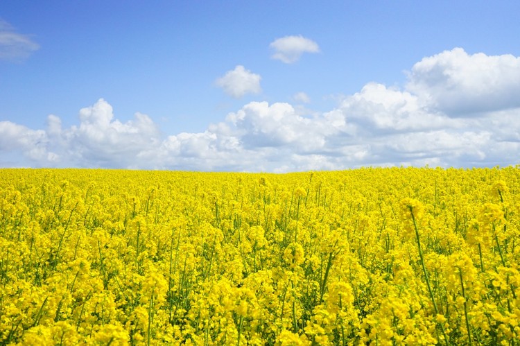 field-of-rapeseeds-474558_1280