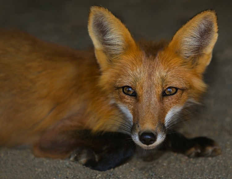 fox-634307_1280