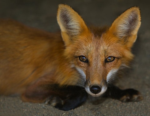 fox-634307_1280
