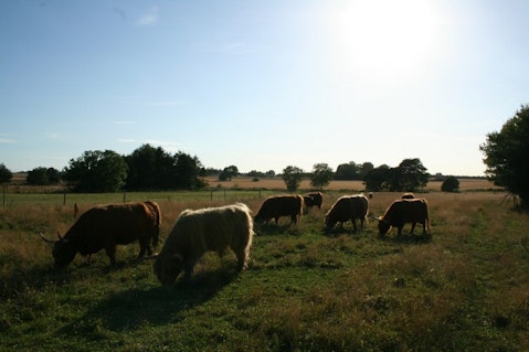 highland-cattle-535881_1280