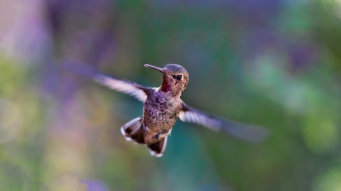 hummingbird-691483_1280