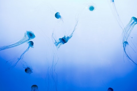 jellyfish-593157_1280
