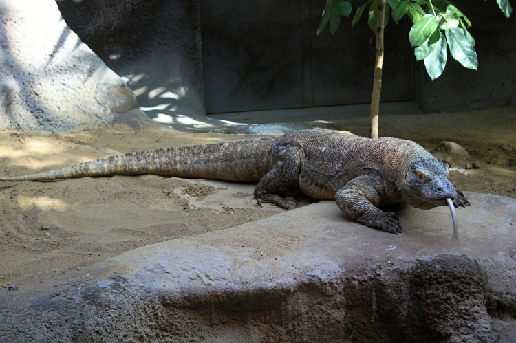 komodo-dragon-237805_1280
