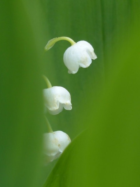 lily-of-the-valley-123171_1280