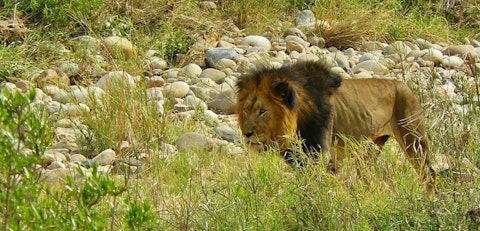 lion-373278_1280