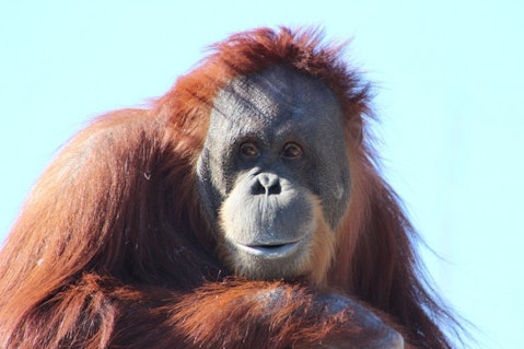 orangutan-481008_1280