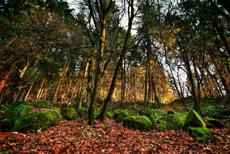 portland-251922_1280