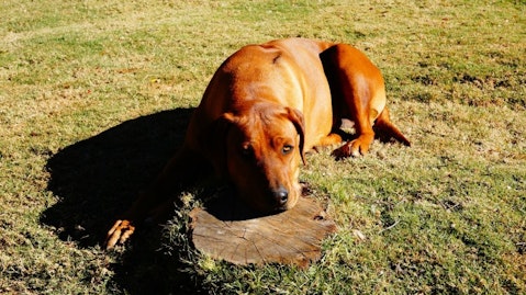 rhodesian-ridgeback-195444_1280