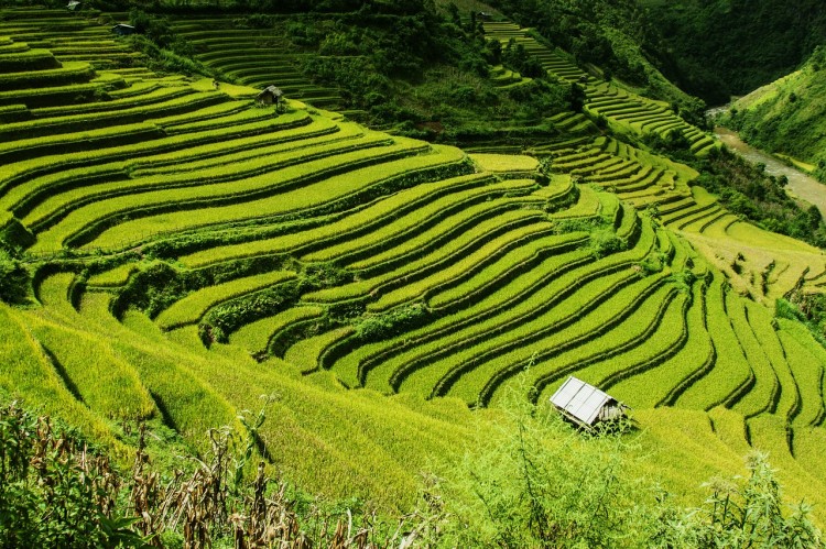 rice-terraces-276017_1280
