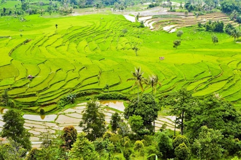 rice-terraces-364442_1280 10 Countries That Export The Most Rice in the World