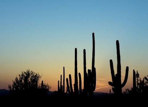 saguaro-cactus-584405_1280