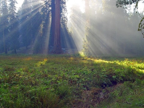 sequoia-trees-3742_640