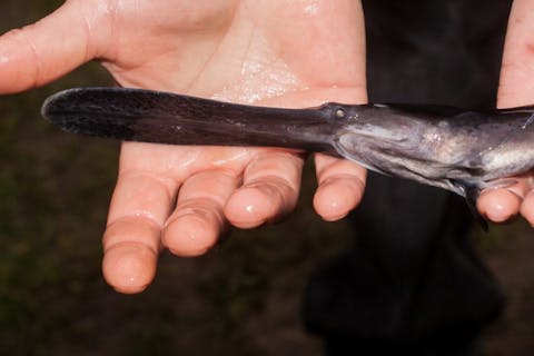 MP cz/Shutterstock.com