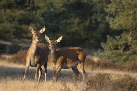 Ronald Wilfred Jansen/Shutterstock.com