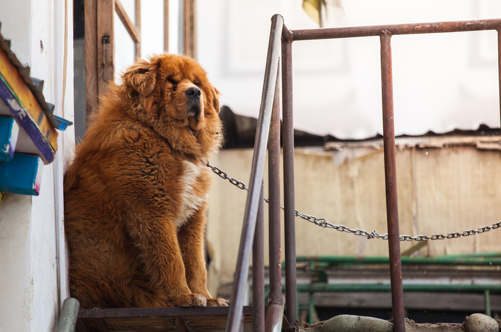 20 Most Expensive Dog Breeds in US