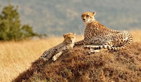 25 Most Dangerous Animals in the World