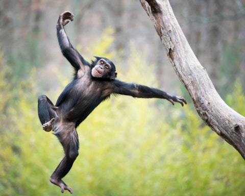 monkey, jumping, ape, baby, mammal, young, primate, infant, chimpanzee, nature, animal , monkey